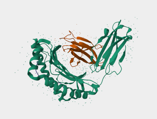 Anti-a3 domain of H-2Kd MHC cl