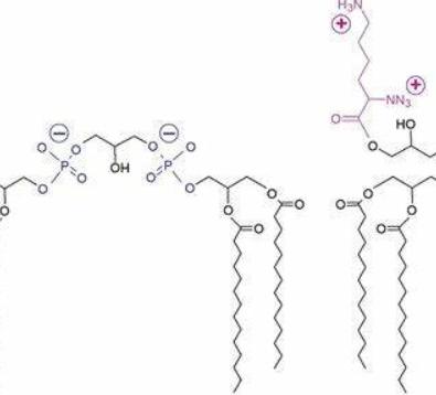Anti-anionic phospholipids mAbs
