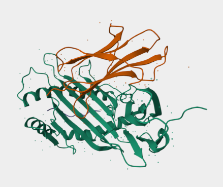 Anti-B-2-microglobulin mAbs