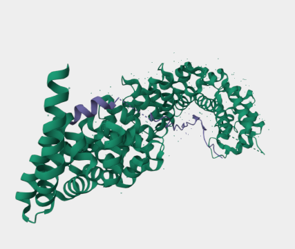 Anti-B-catenin mAbs