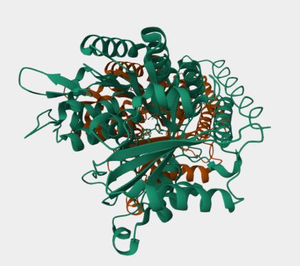 Anti-Beta-Tubulin mAbs