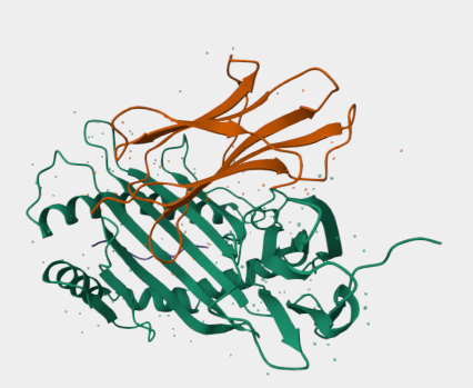 Anti-Beta2-Microglobulin mAbs