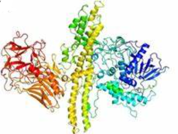 Anti-Botulinum neurotoxin type A  mAbs