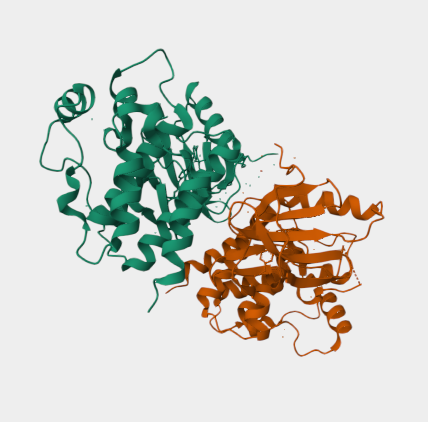 Anti-BRAF V600E protein mAbs