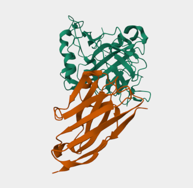 Anti-Carbonic anhydrase mAbs