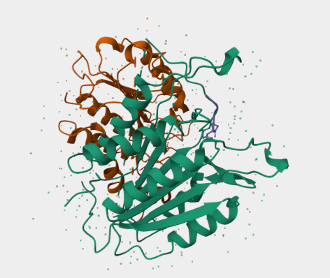 Anti-Caspase-3 mAbs
