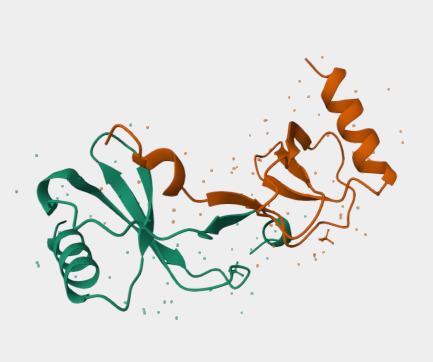 Anti-CCL2 mAbs