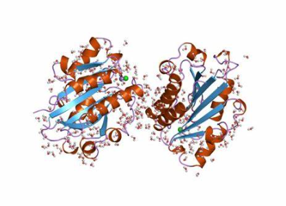 Anti-CD11a/CD18 mAbs