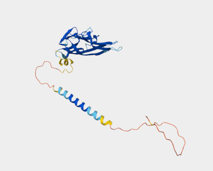 Anti-CD153 mAbs