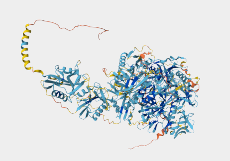 Anti-CD205 mAbs