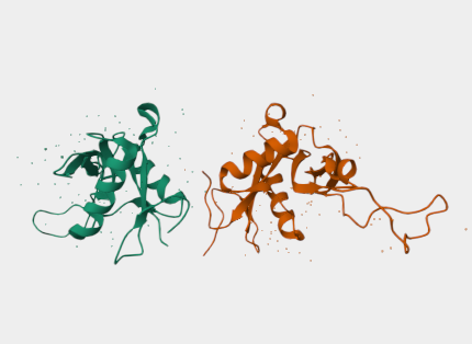 Anti-CD206 mAbs