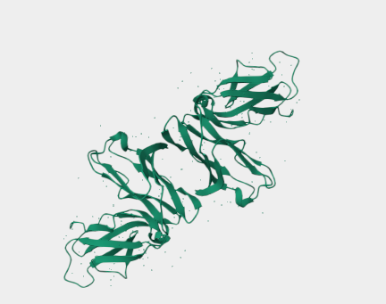 Anti-CD32 mAbs