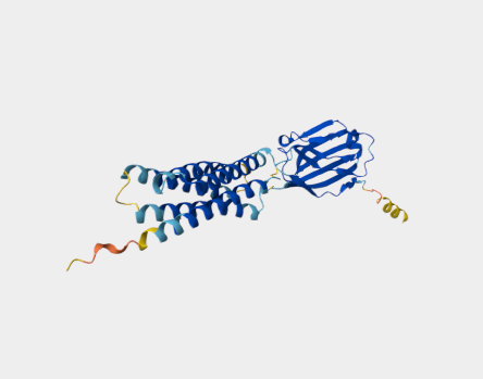 Anti-CD47 mAbs