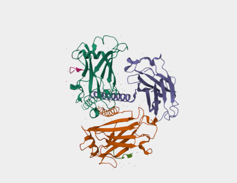 Anti-CD40 mAbs