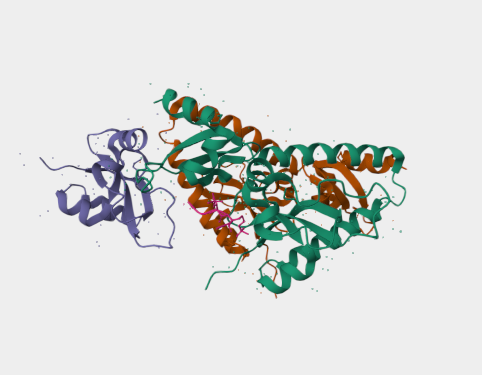 Anti-CHD1 mAbs