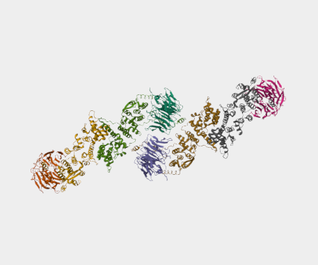 Anti-Coat nucleoporin mAbs