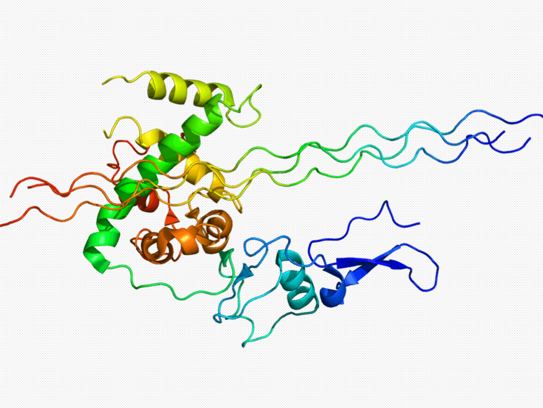 Anti-Collagen alpha-1(VII) chain   mAbs