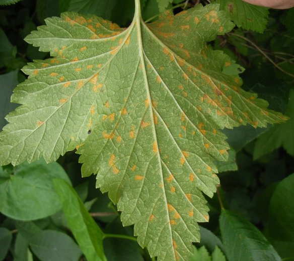 Anti-Cronartium ribicola mAbs