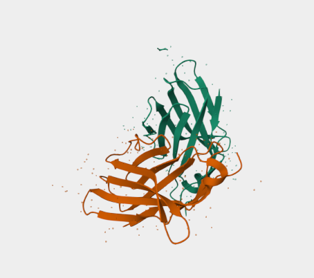 Anti-CTLA-4 mAbs