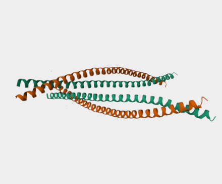 Anti-Cytokeratin 14 mAbs