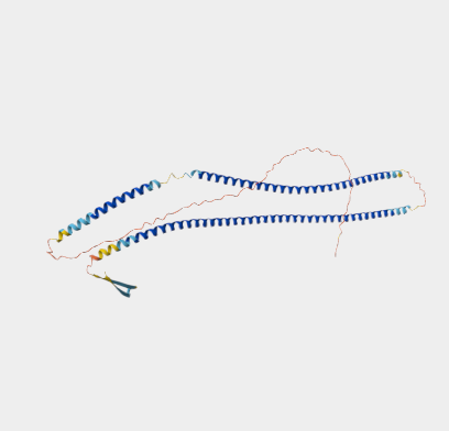 Anti-Cytokeratin 17 mAbs