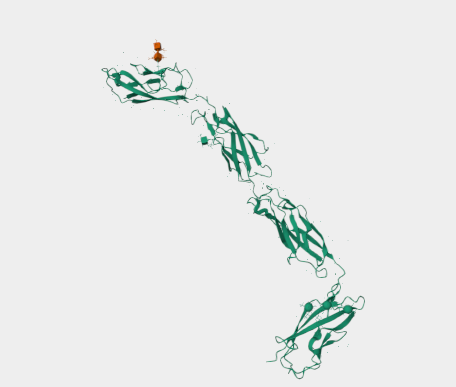 Anti-desmoglein-3 mAbs