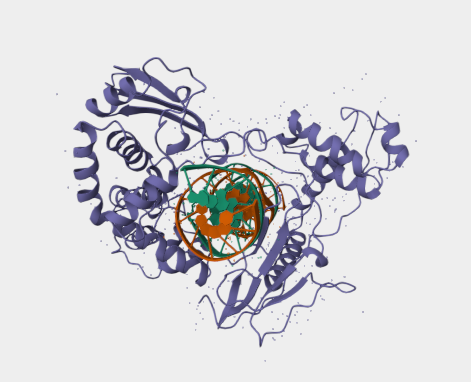 Anti-DNA topoisomerase 1 mAbs