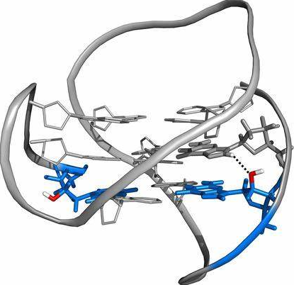 Anti-DNA-RNA hybrid mAbs