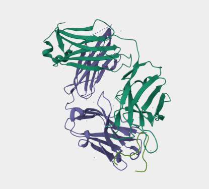 Anti-Ebola GP mAbs