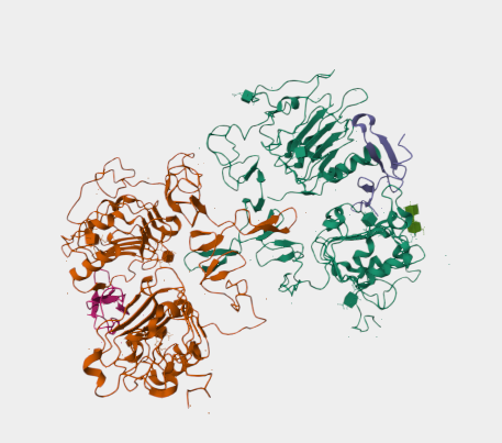 Anti-EGFR mAbs
