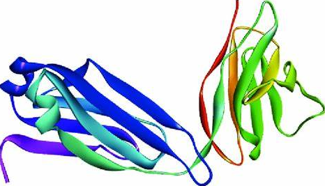 Anti-Envelope protein DIII mAb
