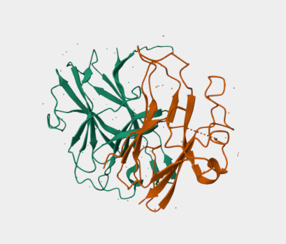 Anti-Ephrin-B2 mAbs