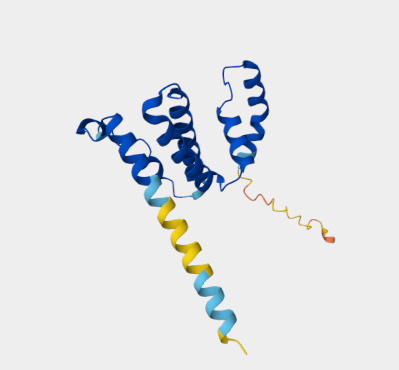 Anti-Equine IFN gamma mAbs