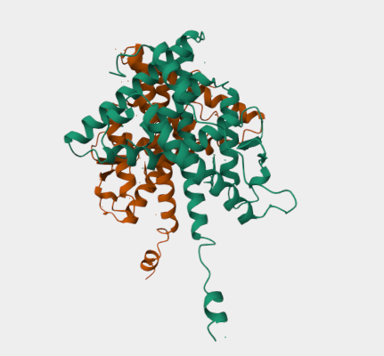 Anti-Estrogen receptor  mAbs