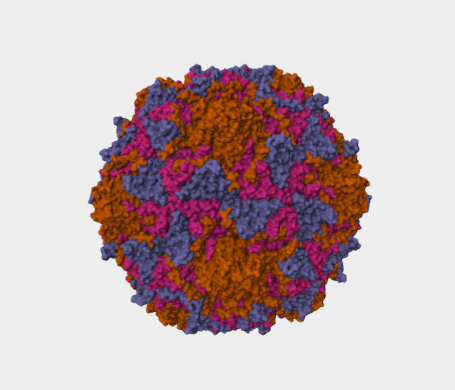 Anti-Genome polyprotein   mAbs
