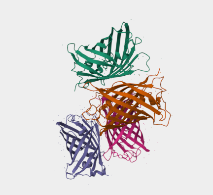 Anti-GFP mAbs