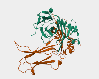 Anti-HLAII-DP mAbs