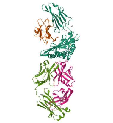 Anti-HLA-A1:MAGE-A1 complex mA