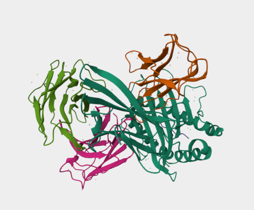 Anti-HLA-A2 mAbs