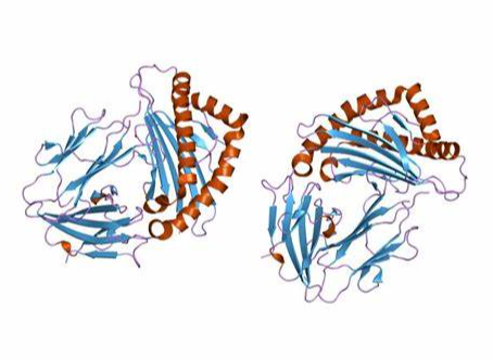 Anti-HLA-A2/A28 mAbs