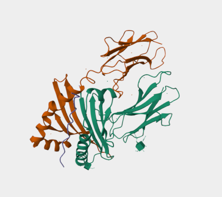 Anti-HLA-DR10 mAbs