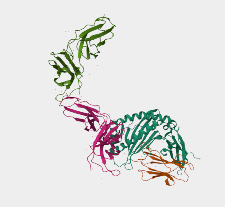 Anti-HLA-Cw6 mAbs