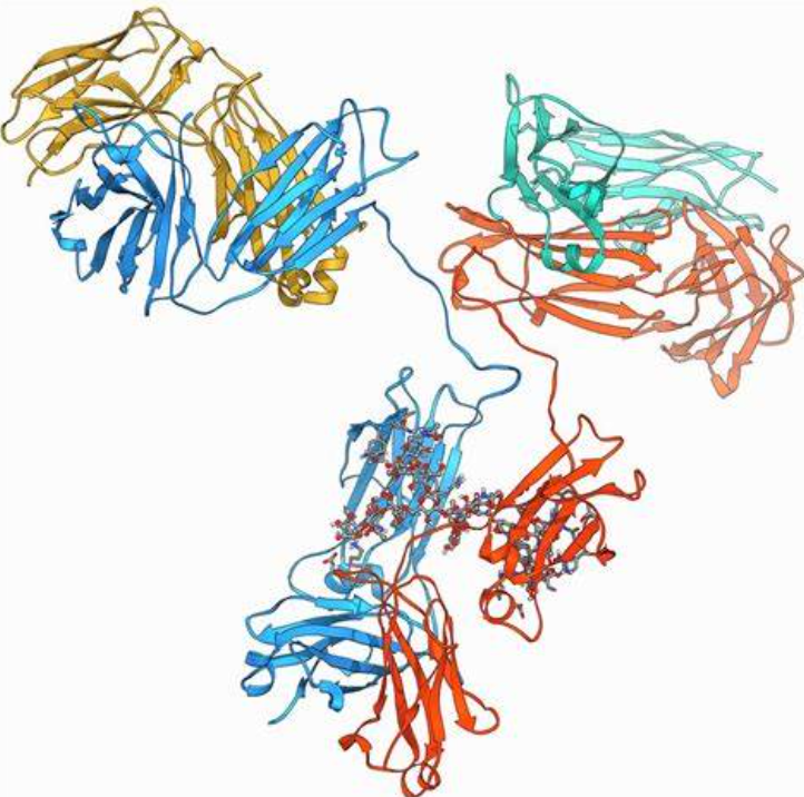 Anti-Human IgG mAbs