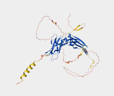 Anti-IFN-gamma receptor 1 mAbs
