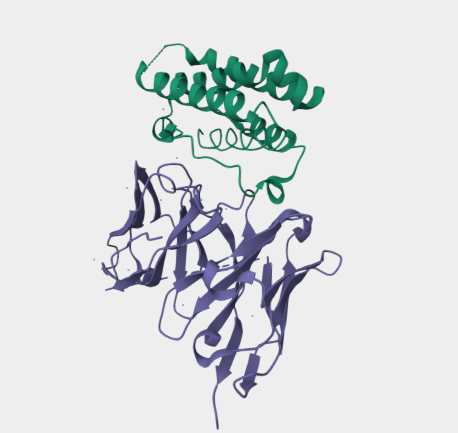 Anti-IFNα mAbs