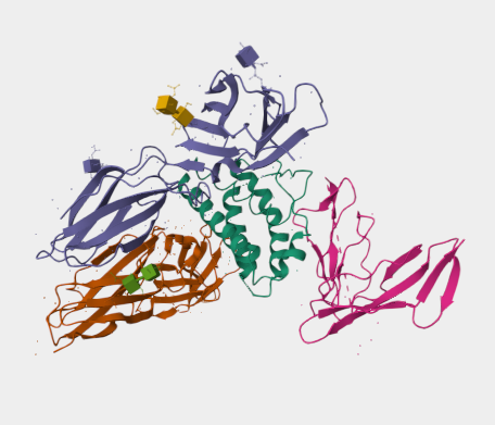 Anti-IL-2R Beta chain mAbs