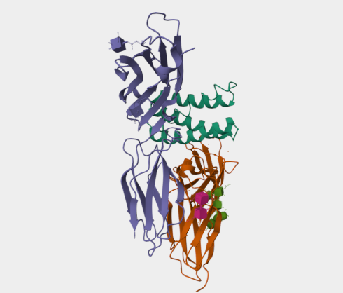 Anti-IL2R beta mAbs