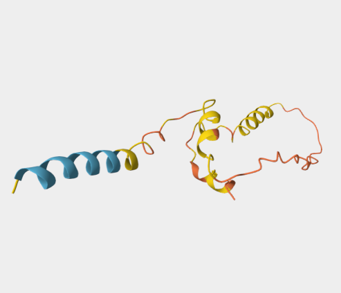 Anti-Insulin-2 mAbs