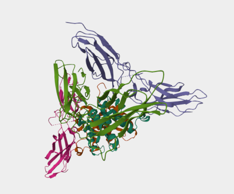 Anti-Interferon gamma receptor