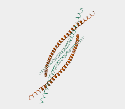 Anti-Keratin, type II cytoskel
